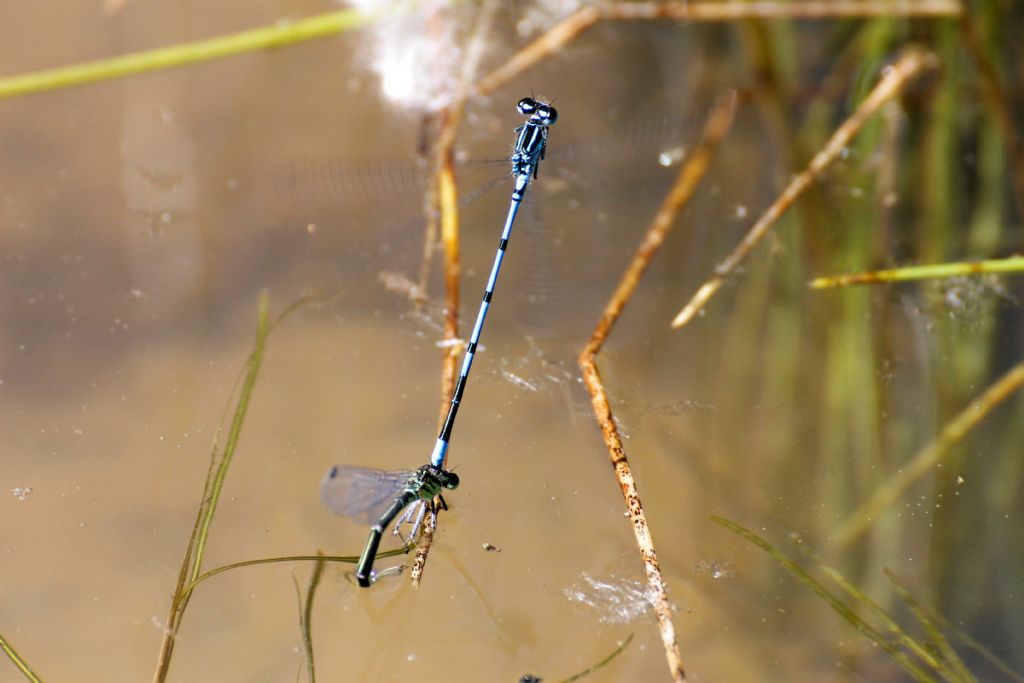 Platycnemis pennipes? no, Coenagrion cfr. puella